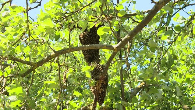 The beekeeper removes a swarm of bees from a tree. The beekeeper collects a swarm of bees in a special basket.