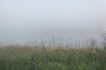 Pasture and trees in morning misty fog on a farm