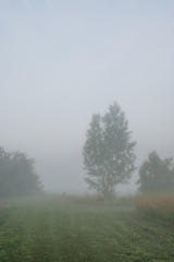 Fototapeta na wymiar Pasture and trees in morning misty fog on a farm
