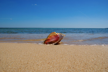 Seashell on the Caribbean beach