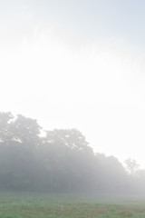 Pasture and trees in morning misty fog on a farm