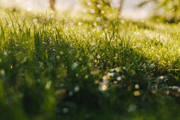 Wassertropen auf einer grünen Wiese am Spätnachmittag