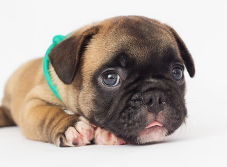 French Bulldog puppy on a white background