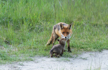 Fuchsfamilie , Welpe bettelt bei der Fähe um Futter