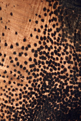 Elephant skin texture abstract background