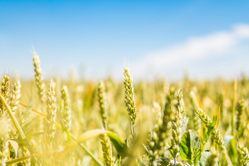 Obraz premium fresh wheat crop