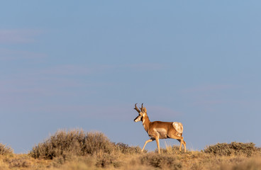 Pronghorn Antelope Buck