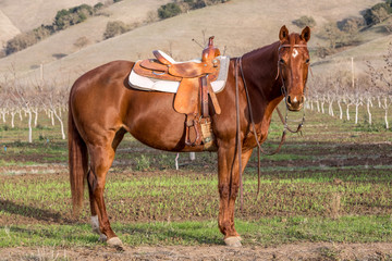 Obraz premium American Quarter Horse in Field