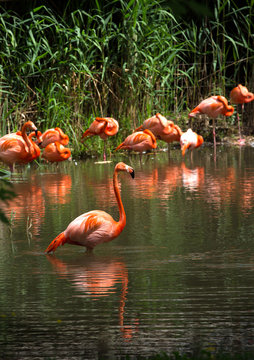 Pink flamingo walking in water
