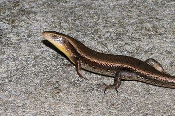 skink on floor in thailand