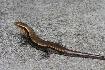 skink on floor in thailand