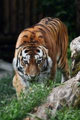 Siberian tiger (Panthera tigris altaica), also known as the Amur tiger.