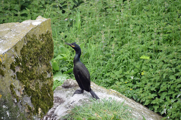 Shag on Staffa Island
