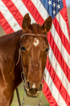 American Quarter Horse in Field