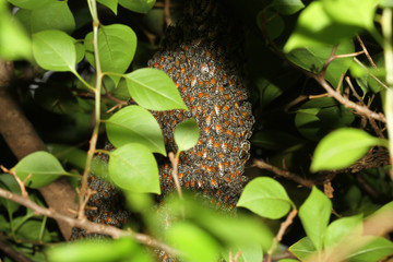 Fototapeta na wymiar Group bee in honeycomb on tree