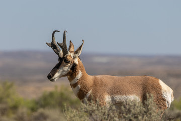 Pronghorn Antelope Buck