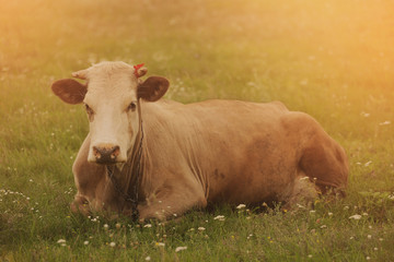 Cow at Sunset