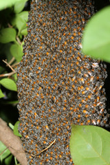 Group bee in honeycomb on tree