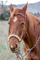 Obraz premium American Quarter Horse in Field