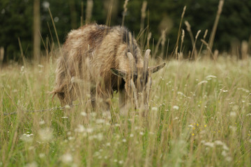 Young  goat grazing on a spring meadow.