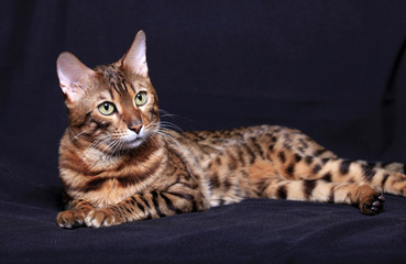 Portrait of a beautiful Bengal cat