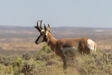 Pronghorn Antelope Buck © natureguy