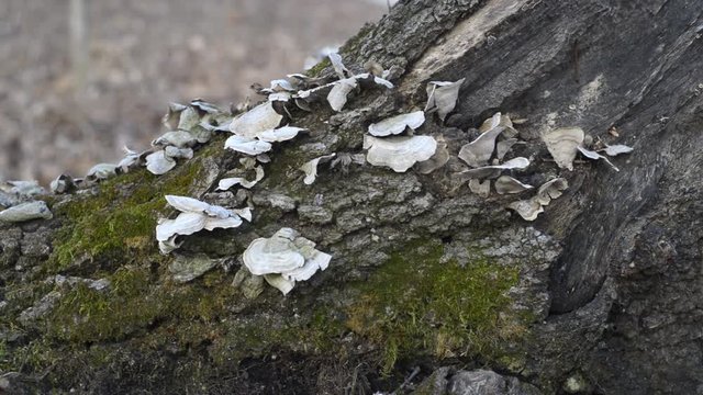 Winter forest in the midwest. Closeup pan and zoom, right to left, of white shelf fungus on a downed tree. Green moss. rough bark. Out of focus bare trees in the background. Grey and tan colors.