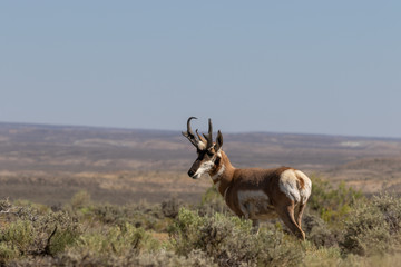 Pronghorn Antelope Buck