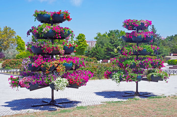 multicolor blooming Petunia flowers
