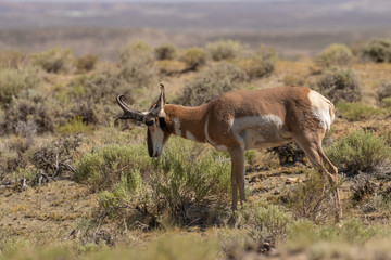 Pronghorn Antelope Buck