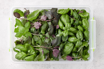 Different kinds of fresh basil leaves in big plastic box, top view