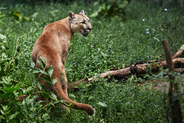 Portrait of Beautiful Puma. Cougar, mountain lion, puma, panther, striking pose, scene in the woods, wildlife America