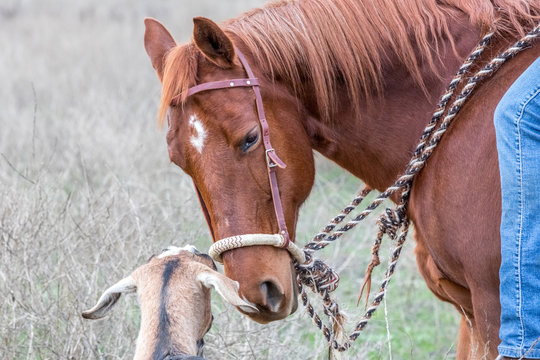 American Quarter Horse in Field with Goat