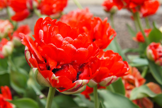 Tulipa double late or tulipa paeony flowering miranda red tulip flowers