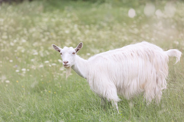 Young white goat grazing on a spring meadow.