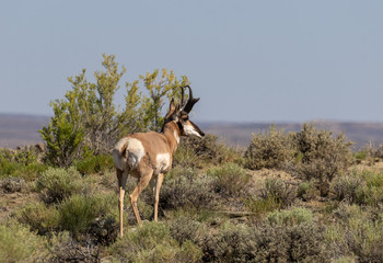 Pronghorn Antelope Buck