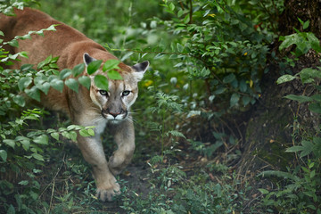 Portrait of Beautiful Puma. Cougar, mountain lion, puma, panther, striking pose, scene in the woods, wildlife America