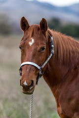 Obraz premium American Quarter Horse in Field