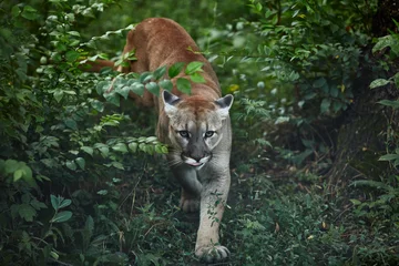 Deurstickers Portret van mooie Puma. Cougar, poema, poema, panter, opvallende pose, scène in het bos, dieren in het wild Amerika © Baranov