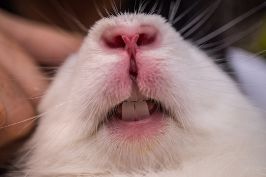Close-up image of rabbit and nose teeth. Images taken with macro lenses. White rabbit.
