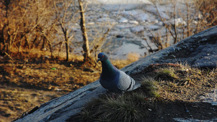 pigeon and ice drift