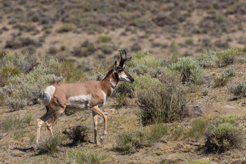 Pronghorn Antelope Buck