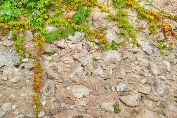 plants creeping up old stone wall