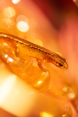 Baby newt with sparkly golden bokeh