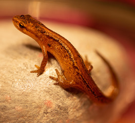 Obraz premium Baby newt