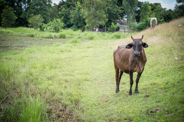 Fototapeta premium Cow eating grass