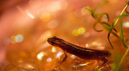 Baby newt with sparkly golden bokeh