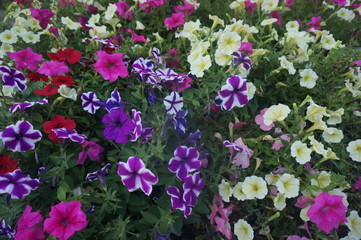 Fototapeta premium Petunia