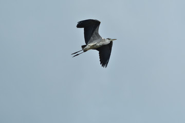 Heron isolated flying on the blue heaven 