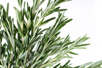 Obraz premium Fresh garden rosemary plants isolated on white background